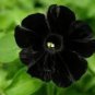 200 PCS Seeds Petunia Black 'Velvet' Bonsai Annnual Flowers