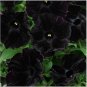 200 PCS Seeds Petunia Black 'Velvet' Bonsai Annnual Flowers