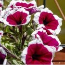 200 PCS Seeds Petunia Celebrity Burgundy Frost Annual 200 PCS Seeds Petunia Celebrity Burgundy Frost Annual