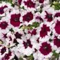 200 PCS Seeds Petunia Celebrity Burgundy Frost Annual