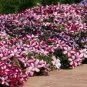 200 PCS Seeds Petunia Celebrity Burgundy Frost Annual