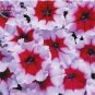 200 PCS Seeds Petunia Celebrity Burgundy Frost Annual