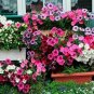 100 PCS Seeds Petunia Bonsai Garden Home Flowers Balcony Flowers