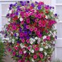 100 PCS Seeds Petunia Bonsai Garden Home Flowers Balcony Flowers