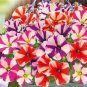200 PCS Seeds Petunia Compacta Nana F2 Petunia Star Dwarf Mixed