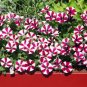 200 PCS Seeds Petunia Compacta Nana F2 Petunia Star Dwarf Mixed