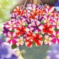 200 PCS Seeds Petunia Compacta Nana F2 Petunia Star Dwarf Mixed