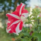 200 PCS Seeds Petunia 'Five-pointed star' Red White Flower 200 PCS Seeds Petunia 'Five-pointed star' Red White Flower