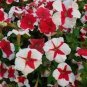 200 PCS Seeds Petunia 'Five-pointed star' Red White Flower