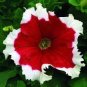 200 PCS Seeds Petunia 'Five-pointed star' Red White Flower