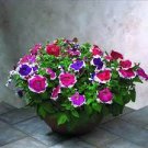 100 PCS Seeds Petunia Flower