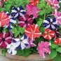100 PCS Seeds Petunia Flower