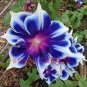 100 PCS Seeds Petunia Flower