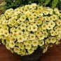 100 PCS Seeds Petunia Flower Bonsai Petunias Garden Bonsai Balcony Petunia Hybrida Flower