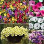 100 PCS Seeds Petunia Flower Bonsai Petunias Garden Bonsai Balcony Petunia Hybrida Flower