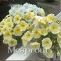 100 PCS Seeds Petunia Flower Bonsai Petunias Garden Bonsai Balcony Petunia Hybrida Flower