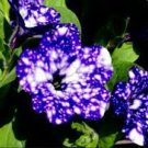 107 PCS Seeds Petunia Flower Garden,Petunia Night Sky Flower,Bonsai Flower Plantas 107 PCS Seeds Petunia Flower Garden,Petunia Night Sky Flower,Bonsai Flower Plantas