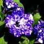 107 PCS Seeds Petunia Flower Garden,Petunia Night Sky Flower,Bonsai Flower Plantas