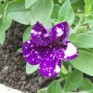 100 PCS Seeds Petunia Flower Seeds Purple White Bicolor Spiral Flowers 100 PCS Seeds Petunia Flower Seeds Purple White Bicolor Spiral Flowers