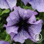 100 PCS Seeds Petunia Flower Seeds Purple White Bicolor Spiral Flowers