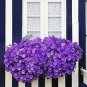 100 PCS Seeds Petunia Flower Seeds Purple White Bicolor Spiral Flowers