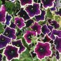 200 PCS Seeds Petunia Hanging Rare