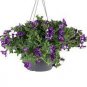 200 PCS Seeds Petunia Hanging Rare