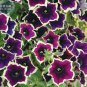 200 PCS Seeds Petunia Hanging Rare