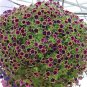 200 PCS Seeds Petunia Hanging Rare