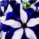 200 PCS Seeds Petunia Heirloom SeedsHarvest by ourselves 200 PCS Seeds Petunia Heirloom SeedsHarvest by ourselves