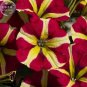 200 PCS Seeds Petunia Heirloom SeedsHarvest by ourselves