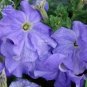 200 PCS Seeds Petunia Heirloom SeedsHarvest by ourselves