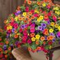 200 PCS Seeds Petunia Heirloom SeedsHarvest by ourselves