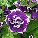 100 PCS Seeds Petunia Seeds Purple White Green Damask Big Double Flowers