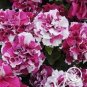 100 PCS Seeds Petunia Seeds Purple White Green Damask Big Double Flowers