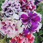 100 PCS Seeds Petunia Seeds Purple White Green Damask Big Double Flowers
