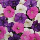 300 PCS Seeds Petunia Seeds Rose Pink Big Flowers with White Spots