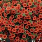 100 PCS Seeds Petunia Vigorous Free-flowering Annual Bonsai Flower