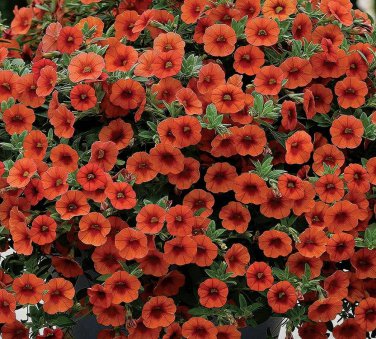 100 PCS Seeds Petunia Vigorous Free-flowering Annual Bonsai Flower