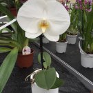 100 PCS Seeds Phalaenopsis Giant Orchid Flower Big Flowers 100 PCS Seeds Phalaenopsis Giant Orchid Flower Big Flowers