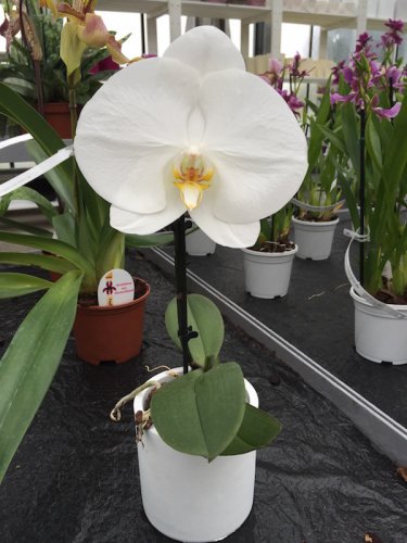 100 PCS Seeds Phalaenopsis Giant Orchid Flower Big Flowers