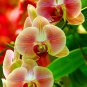 100 PCS Seeds Phalaenopsis Giant Orchid Flower Big Flowers