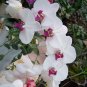 100 PCS Seeds Phalaenopsis Giant Orchid Flower Big Flowers