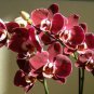 100 PCS Seeds Phalaenopsis Giant Orchid Flower Big Flowers