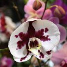 200 PCS Seeds Phalaenopsis Giant Orchid Bonsai 200 PCS Seeds Phalaenopsis Giant Orchid Bonsai