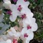 200 PCS Seeds Phalaenopsis Giant Orchid Bonsai