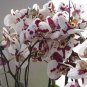 200 PCS Seeds Phalaenopsis Giant Orchid Bonsai