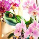 100 PCS Seeds Phalaenopsis Giant Orchid Flower Big Flowers Seeds for Rooms Indoor