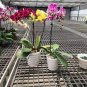 100 PCS Seeds Phalaenopsis Giant Orchid Flower Big Flowers Seeds for Rooms Indoor