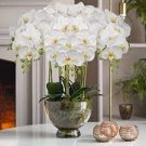 200 PCS Seeds Phalaenopsis Orchid Bonsai Butterfly Orchid Potted Plant